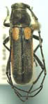 Crossidius suturalis melanipennis