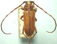Crossidius suturalis minutivestis