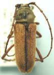 Crossidius suturalis pubescens