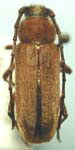 Crossidius testaceus maculicollis