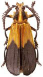Ctenodes guianensis