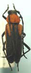 Deltaspis tumacacorii