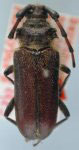 Deretrachys pellitus meridionalis