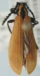 Elytroleptus rufipennis
