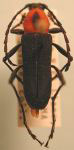 Eriphus lineatocollis