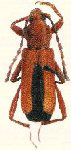 Eriphus rubellus