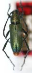 Eriphus smaragdinus