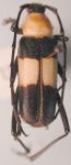 Gambria bicolor