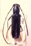 Ischnocnemis cyaneus