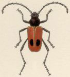 Metaleptus angulatus