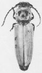 Metopocoilus maculicollis