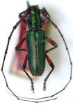  Micropelta rugosicollis