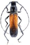 Mimonneticus guianae