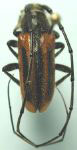 Neocrossidius trivittatus