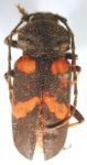 Neomegaderus bifasciatus