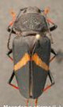 Megaderus stigma