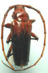 Oxymerus basalis