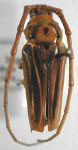 Oxymerus lineatus