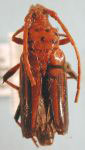 Oxymerus luteus abdominalis