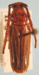 Oxymerus pallidus