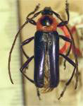 Panchylissus cyaneipennis