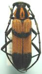 Parevander xanthomelas
