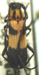  Paroxoplus ornaticollis