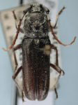  Parozodera farinosa