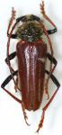  Phaedinus carbonelli
