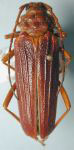  Phaedinus lanio
