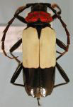  Phaedinus tricolor