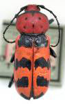 Poecilopeplus fontanieri