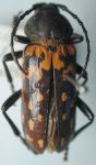  Poecilopeplus haemopterus