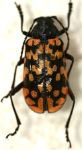  Poecilopeplus intricatus