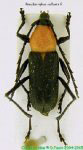  Pseudoeriphus collaris