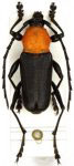  Pseudoeriphus robustus
