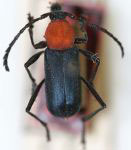  Pseudoeriphus sanguinicollis
