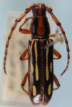  Pseudophimosia eburioides