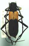  Purpuricenus axillaris