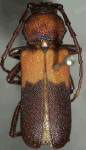  Purpuricenus dimidiatus