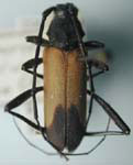  Purpuricenus opacus