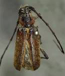  Schizax senex