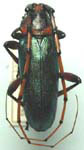  Stenaspis verticalis arizonicus