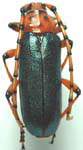  Stenaspis verticalis insignis