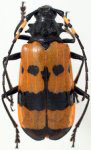  Sternacanthus picticornis