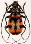  Sternacanthus undatus