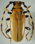  Trachyderes (Dendrobias) maxillosus