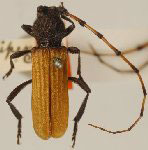  Tragidion auripenne