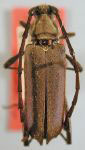  Triacetelus viridipennis