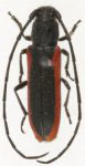  Tylosis nigricollis